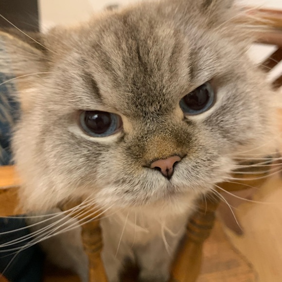 Meet your Posher, - Picture 1 of 1